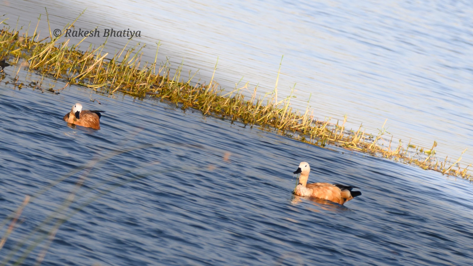 Ruddy Shelduck